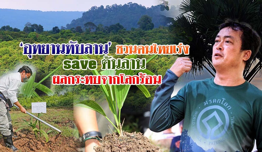 อุทยานทับลาน ชวนคนไทยเร่ง SAVE ต้นลาน ผลกระทบจากโลกร้อน