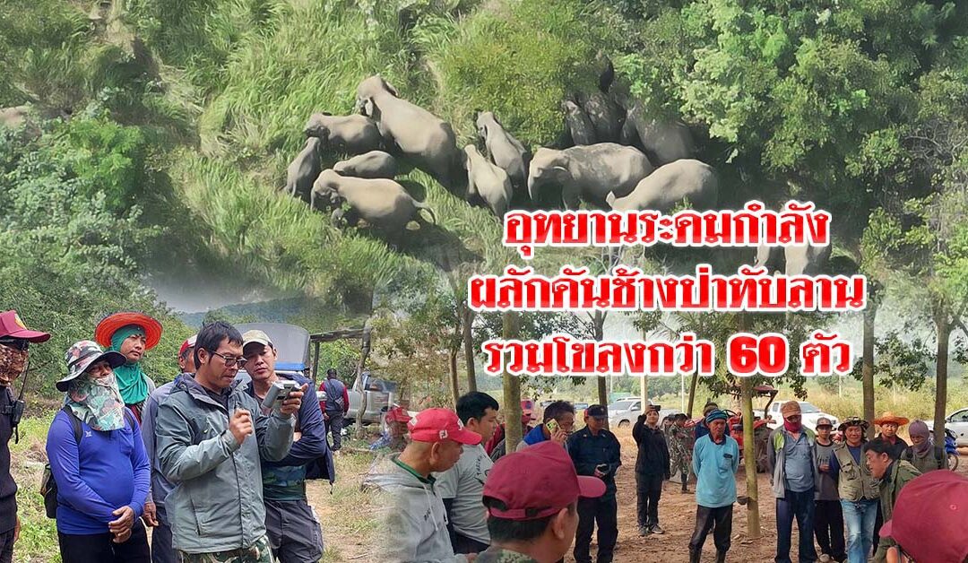 อุทยาน ระดมกำลังผลักดัน ช้างป่าทับลาน รวมโขลงกว่า 60 ตัวบุกไร่ชาวบ้านครบุรี